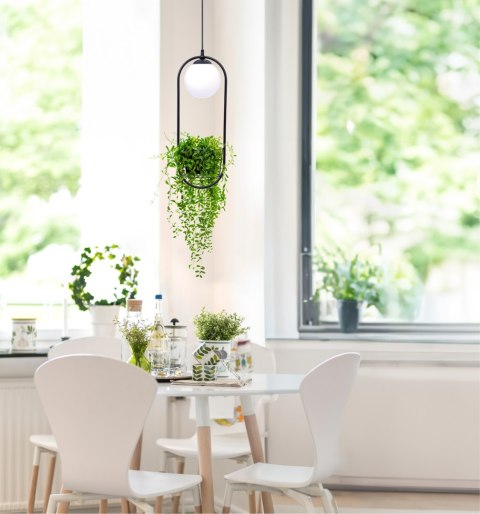 5003 PLANT 1 PENDANT LAMP 5003 PLANT 1 PENDANT LAMP